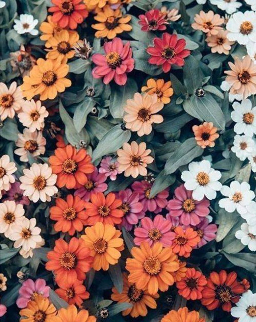 Social Flowers 🌼🌸🏵️