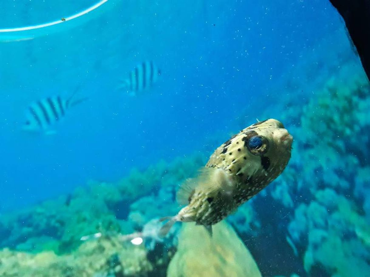 Lugar Acuario Mazatlán