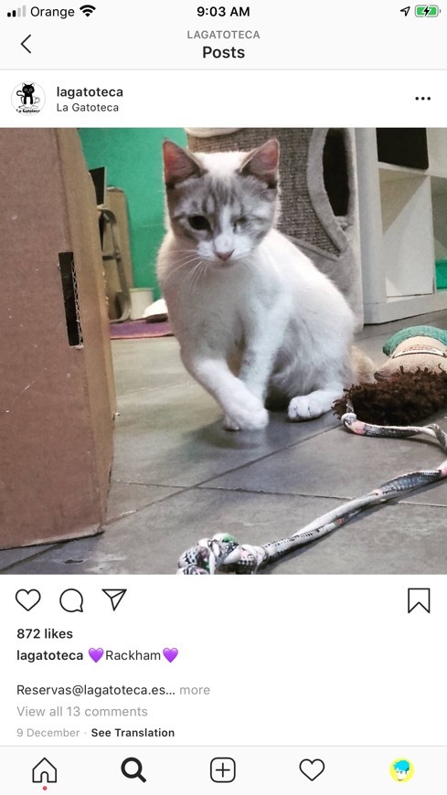 Lugar La Gatoteca