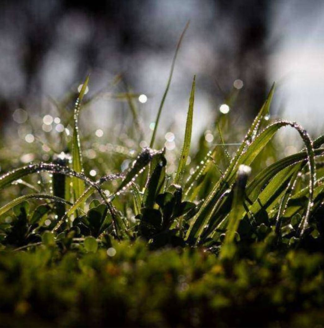 Social Tierra húmeda (Petricor) 