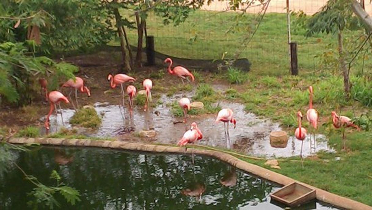 Place Parque Zoológico Bicentenario Animaya