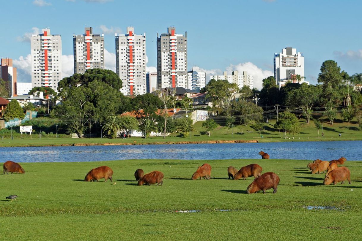 Lugar Parque Barigui