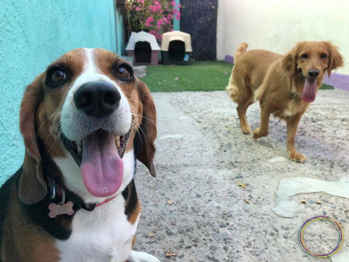 Social Círculo Canino 