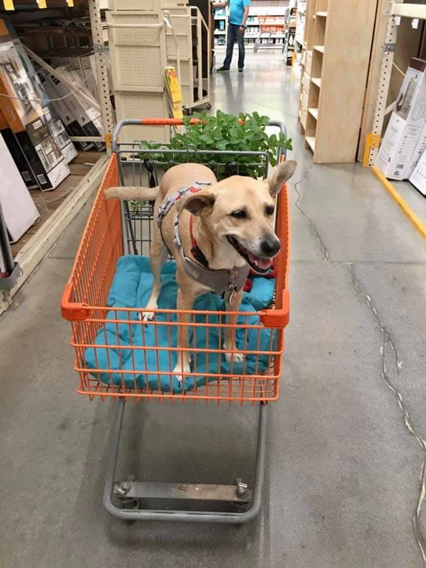Social Home Depot México