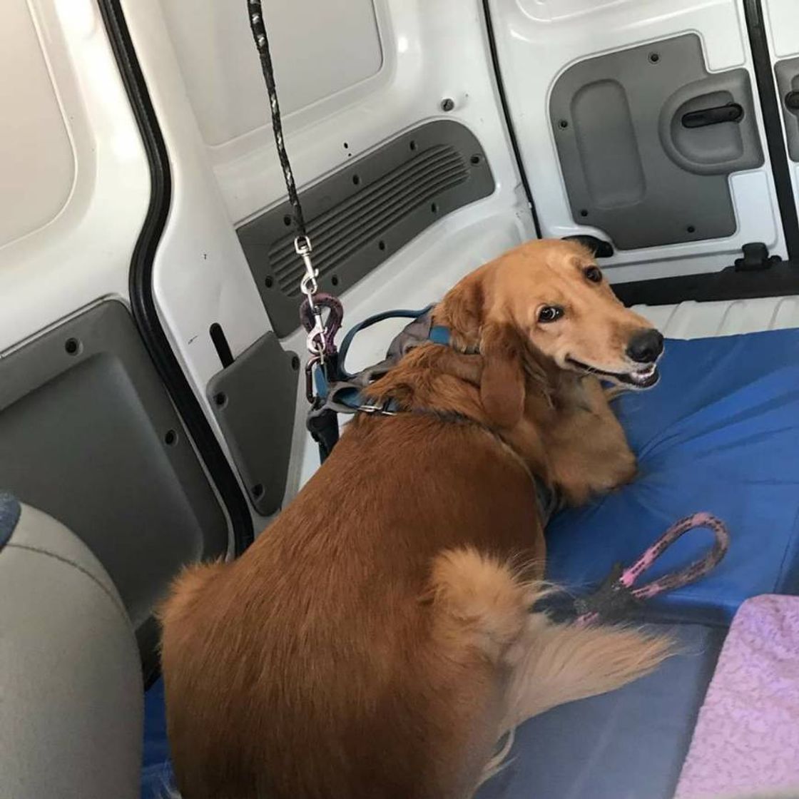 Social Viaja Pet Mx
