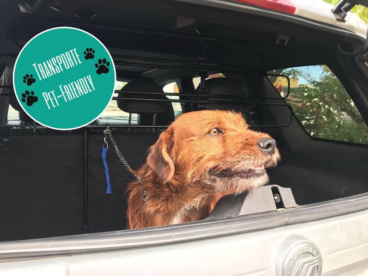 Social Transporte Pet-Friendly Hermosillo 