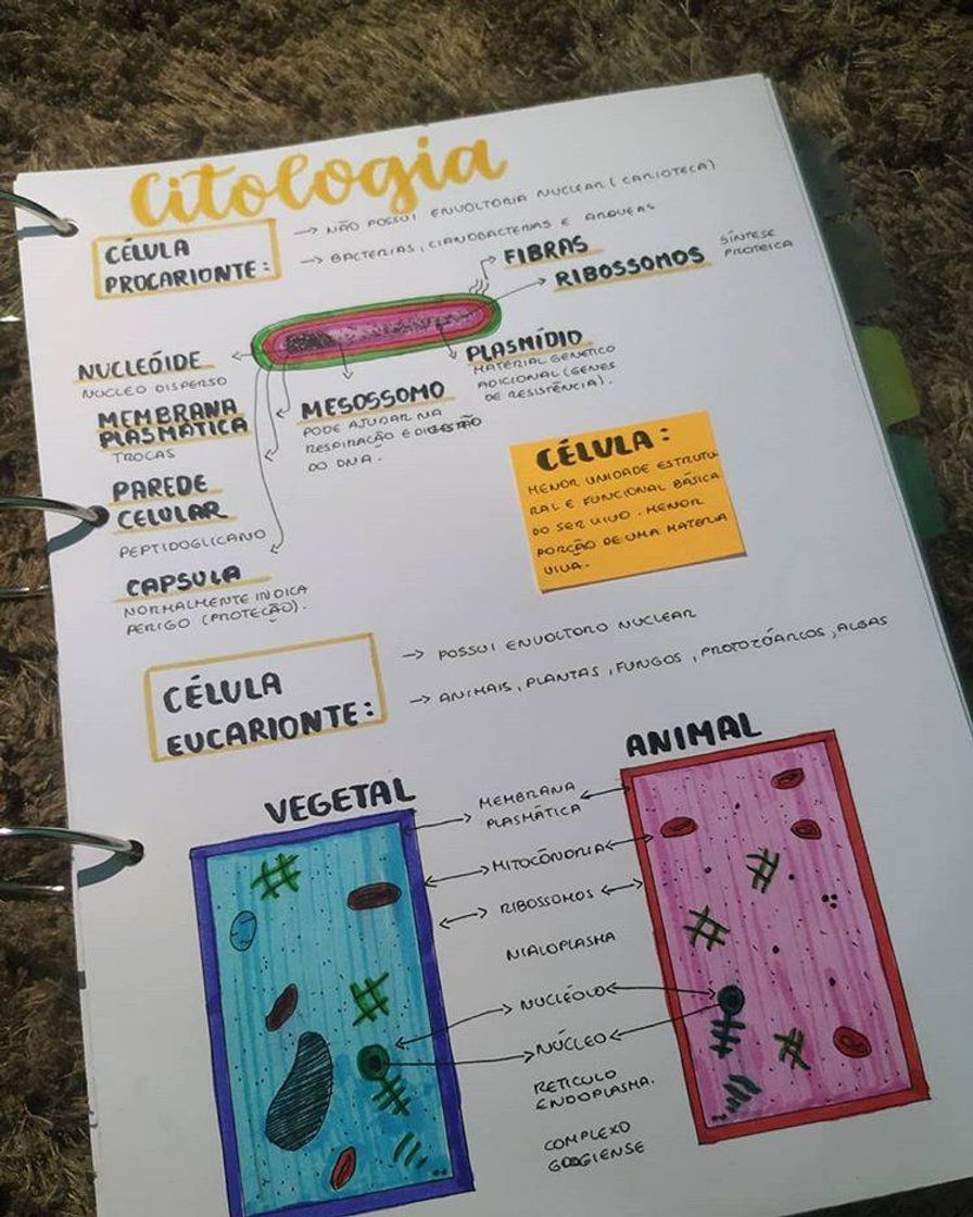 Resumos de citologia 