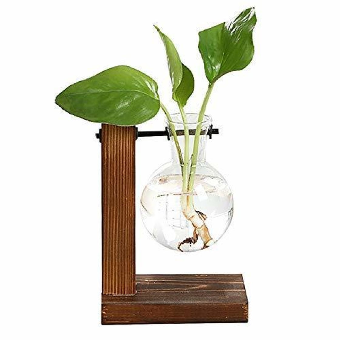Social Magiin Jarrón de Vidrio Transparente Terrario de Plantas Colgantes con Soporte de
