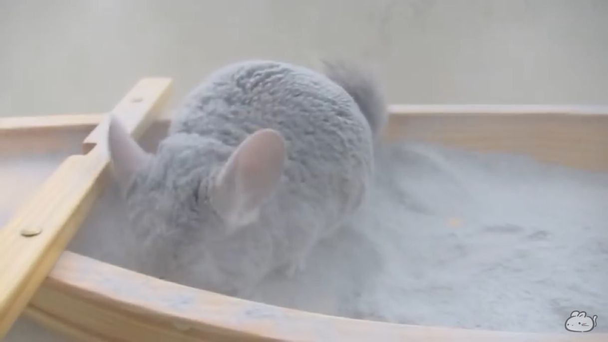 Fashion Chinchilla Bañándose con Música Épica de Fondo🔥