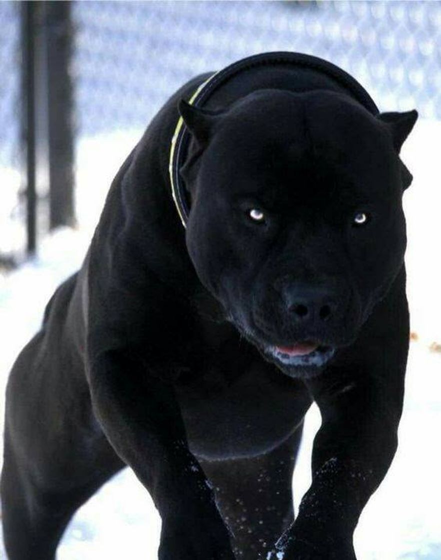 Moda Página de google site que habla de la raza canis panther.