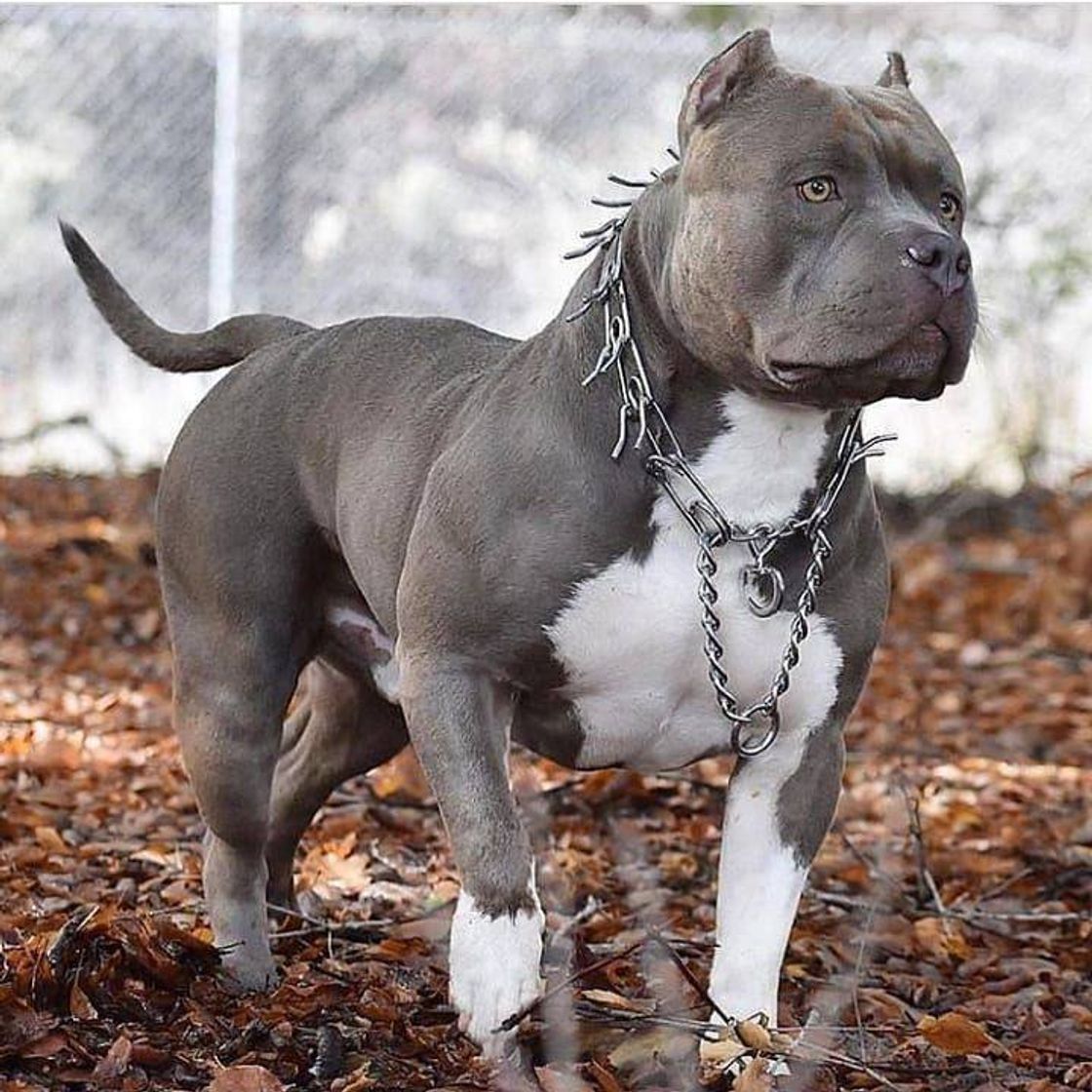 Moda Pit Bull