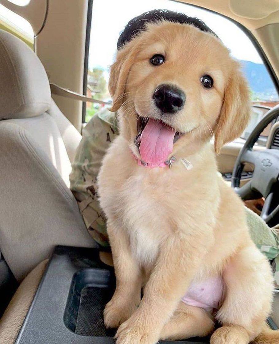 Social Golden Retriever