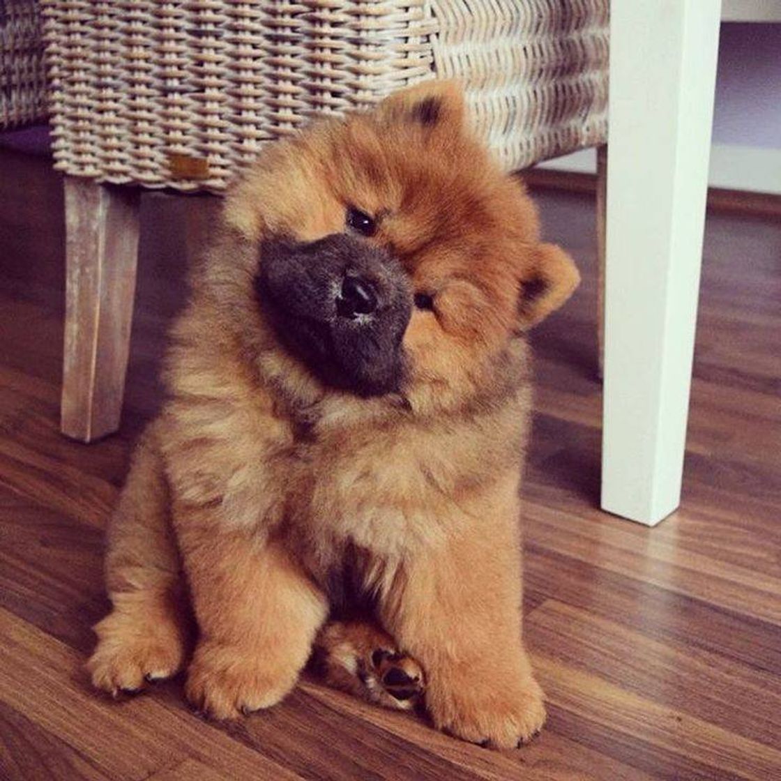 Fashion Chow Chow