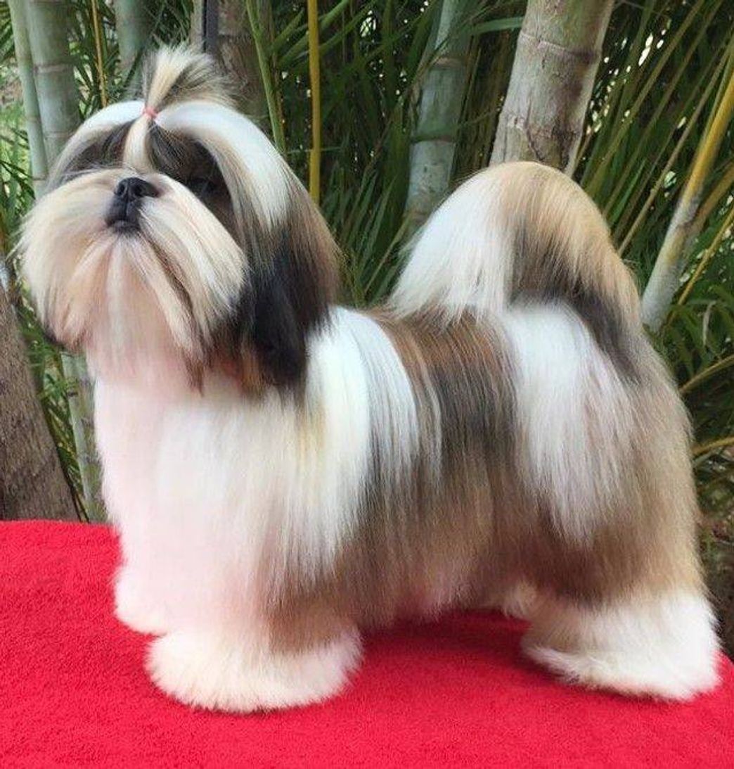 Moda Shih-tzu