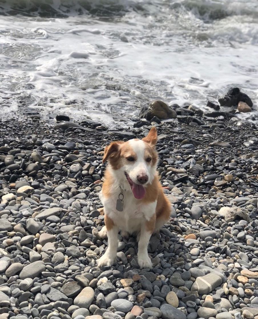 Places Spiaggia per Cani