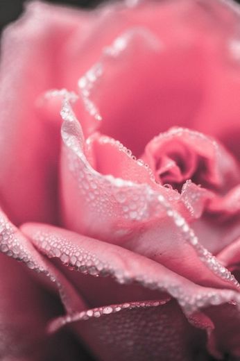 Rose close-up rosa flor floral red amor romance