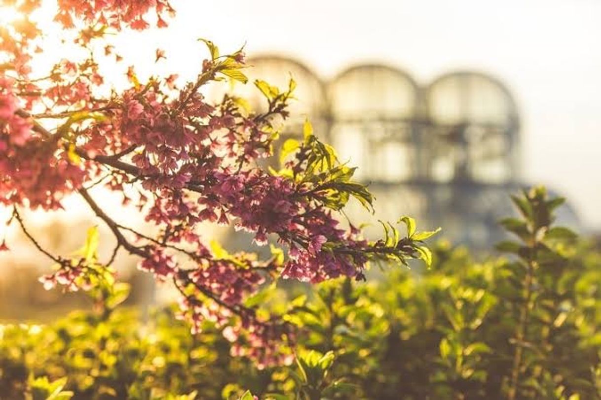 Moda Lindo lugar, cheio de flores!