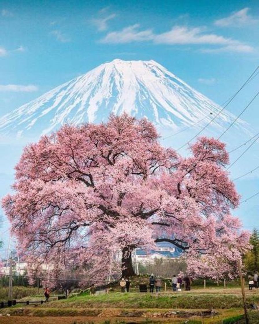 Moda Monte Fuji ⛰️