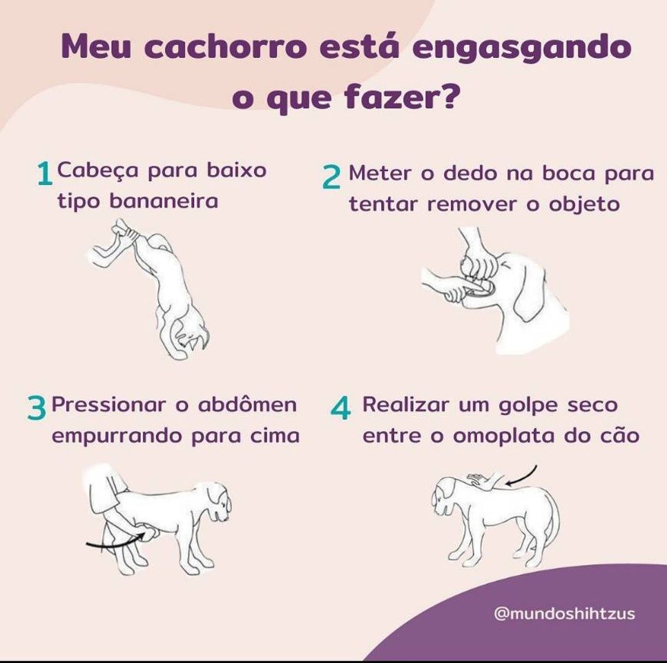 Fashion Cachorro engasgado, o que fazer?