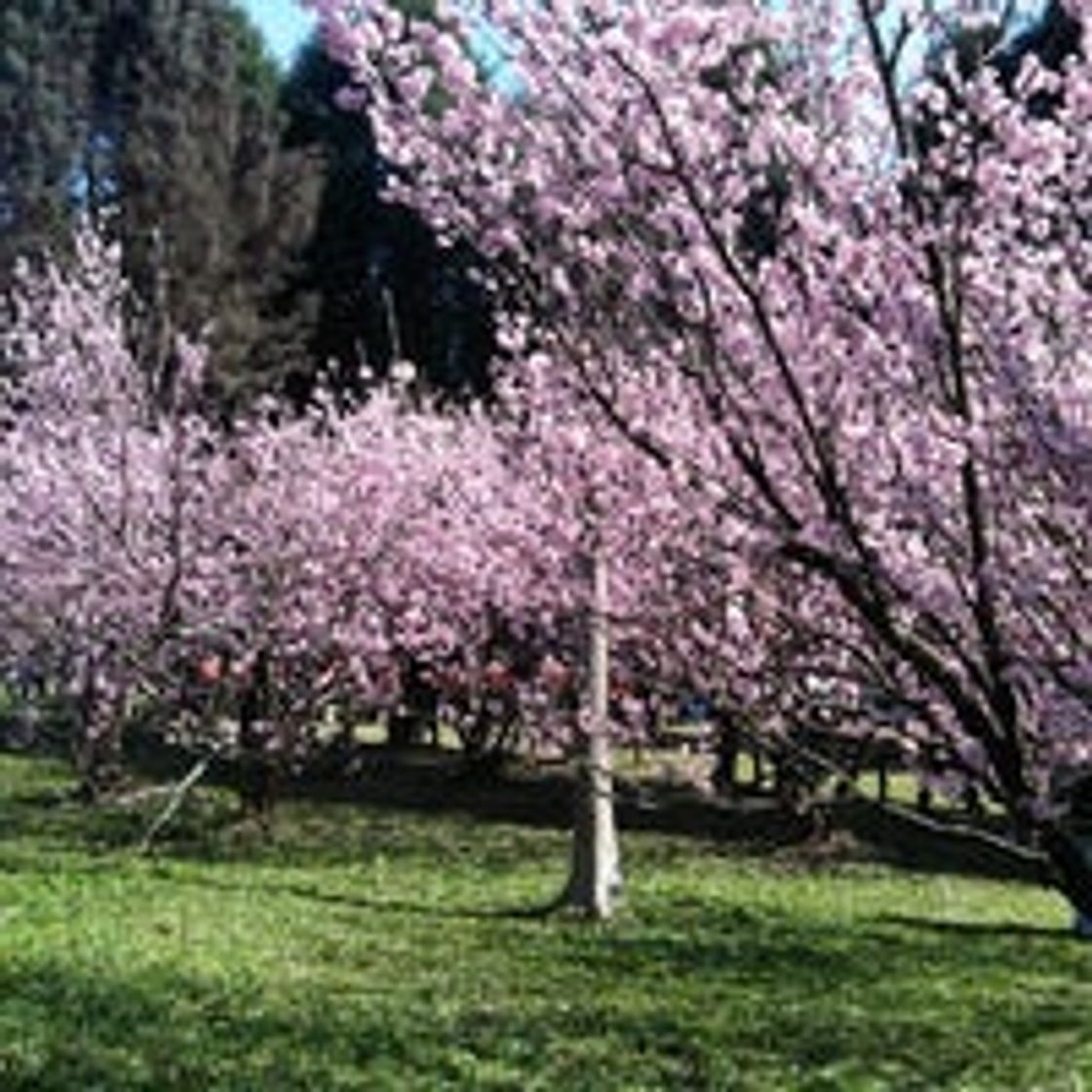 Place Parque do Carmo – Olavo Egydio Setúbal