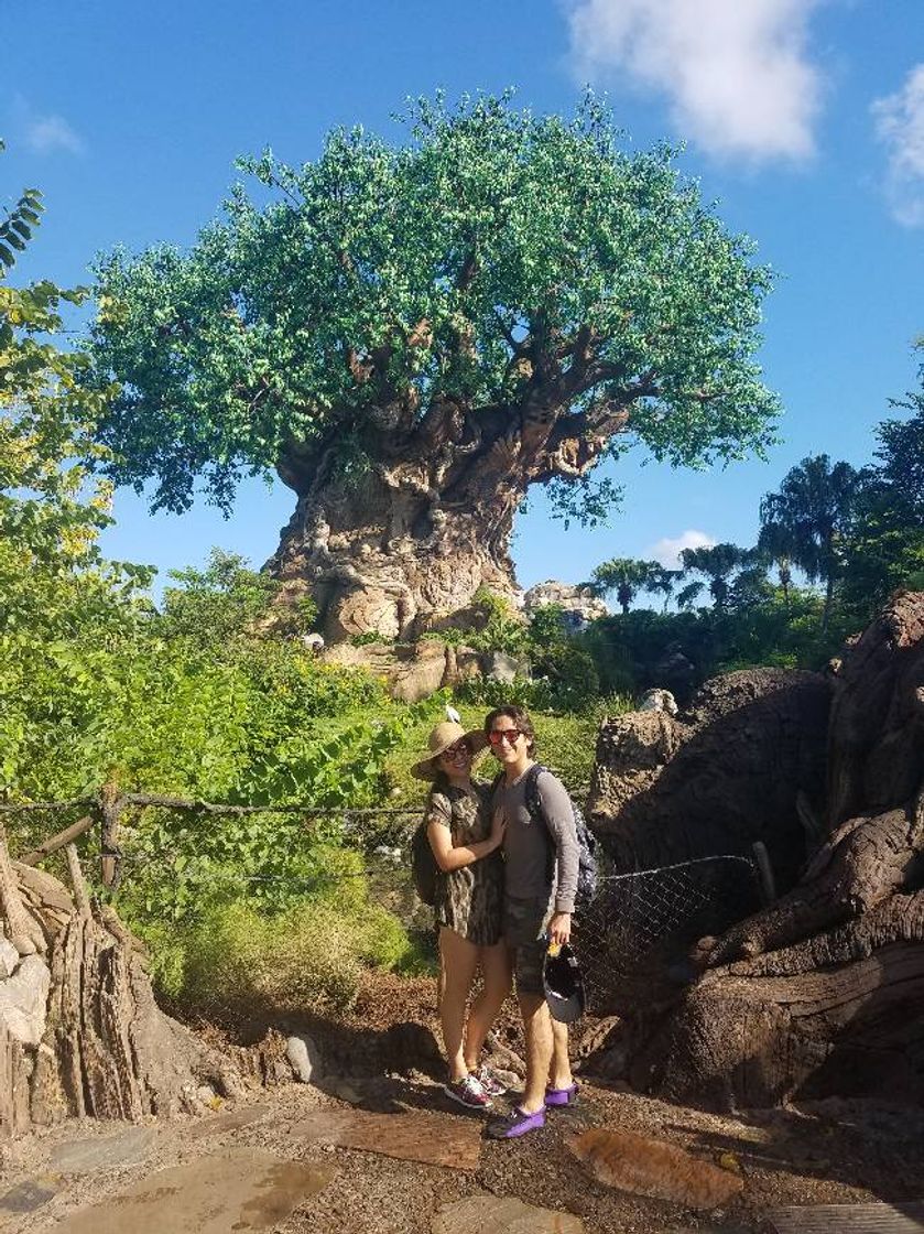 Lugar Animal Kingdom