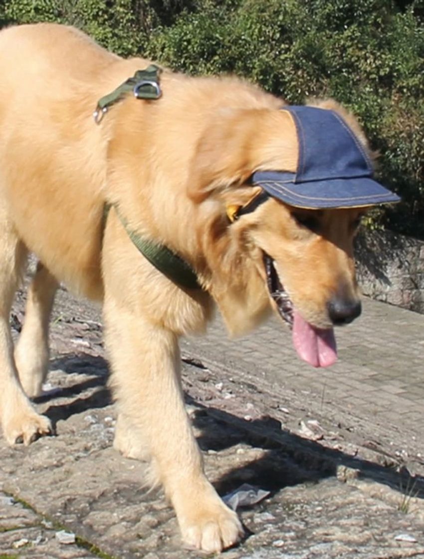 Moda Gorro béisbol para perro