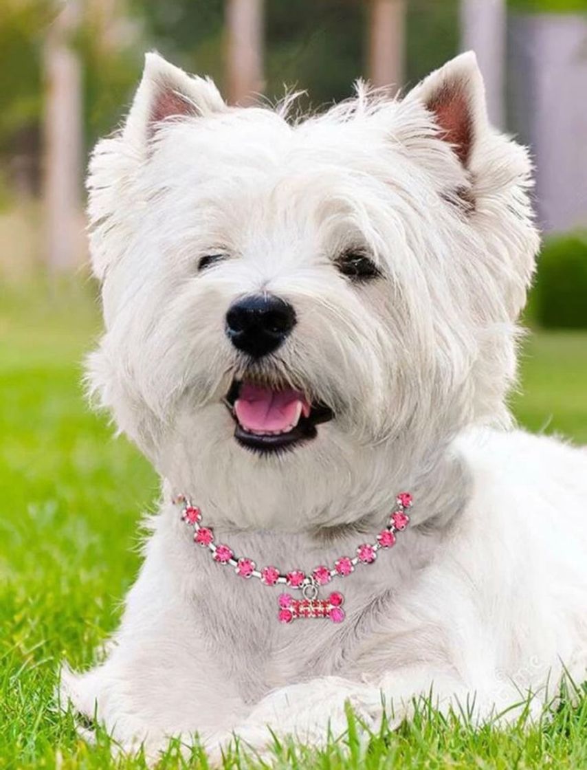 Social 1 pieza collar de perro con diamante de imitación 