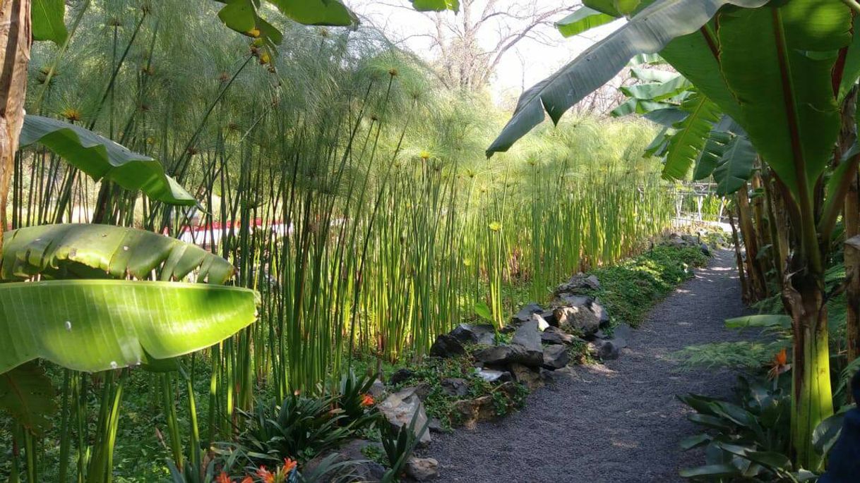 Place Jardín Botánico del Bosque de Chapultepec