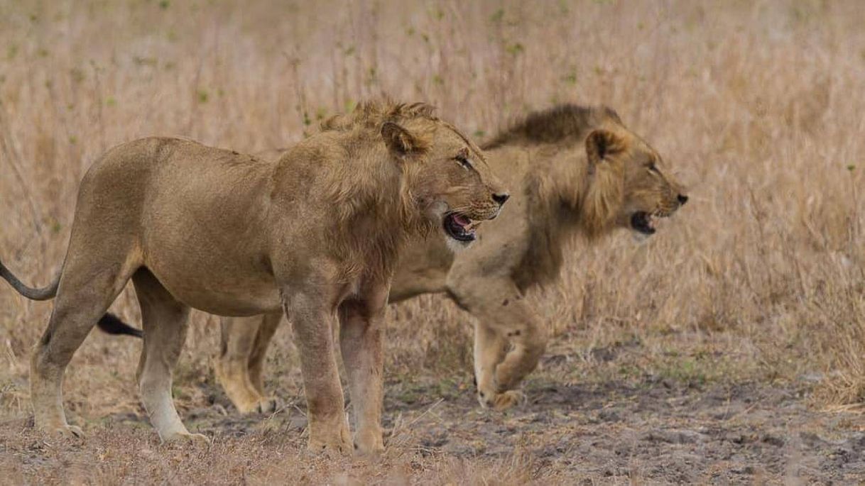 Lugar Gorongosa National Park