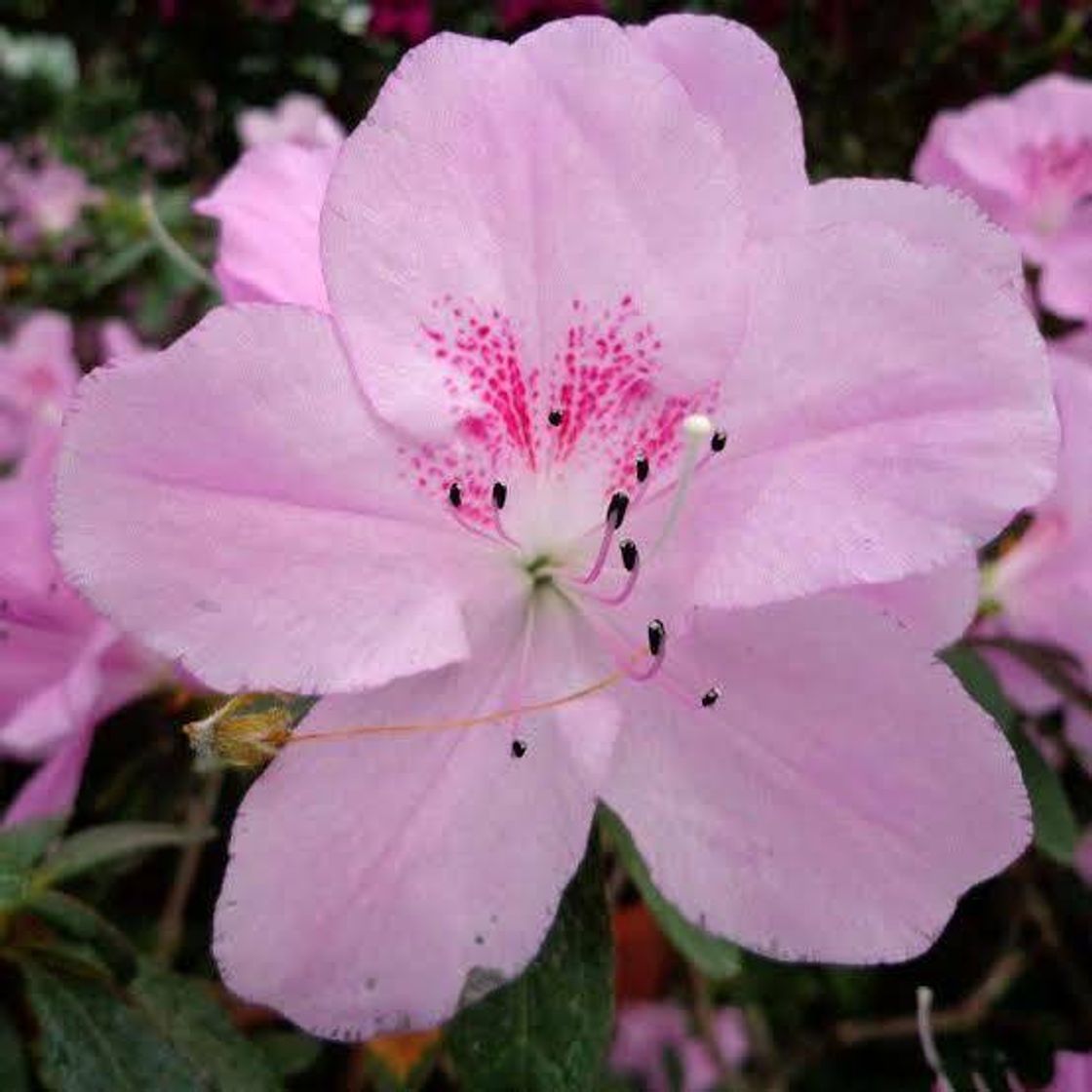 Social Flores 