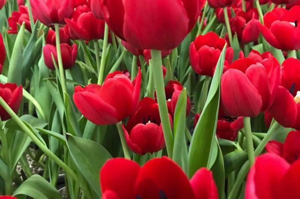 Social Flores 