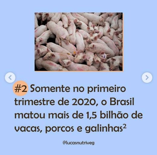 motivos para considerar o vegetarianismo 