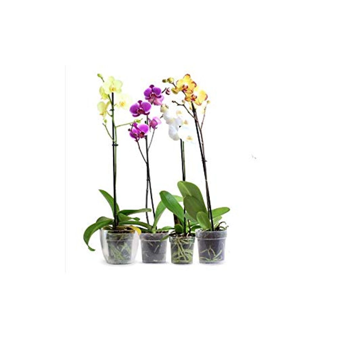 Social Orquídea Phalaenopsis