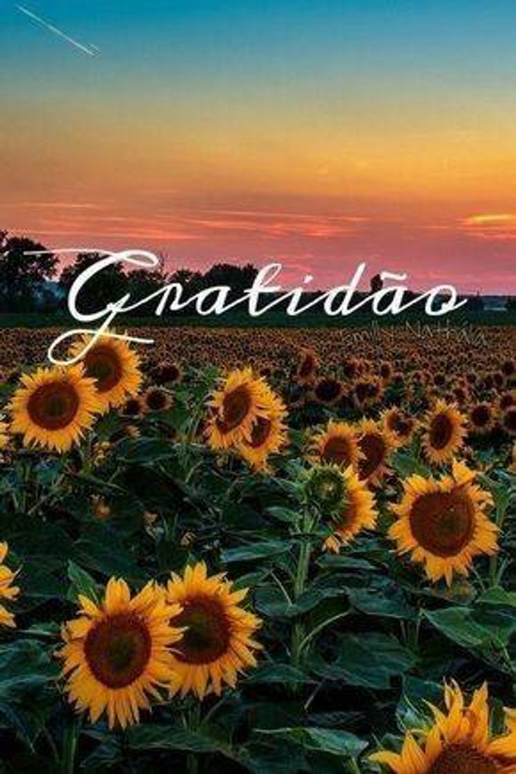 Social Papel de parede 