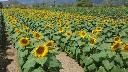 Finca Los Girasoles, Esquipulas