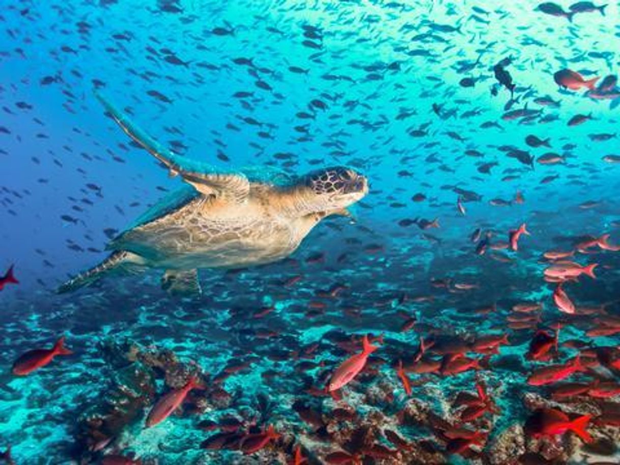 Place Galapagos Islands