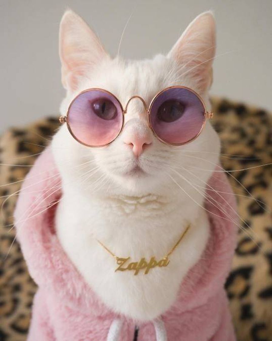 Fashion Gato fofo 