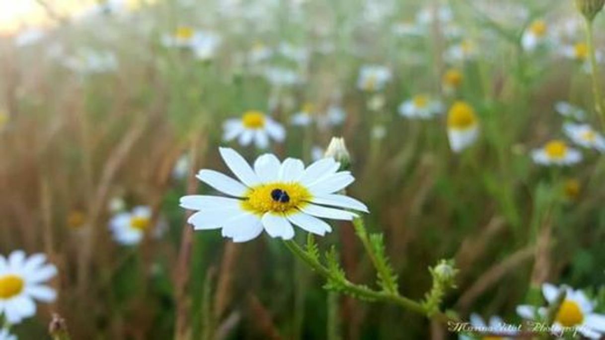 Moda Flor