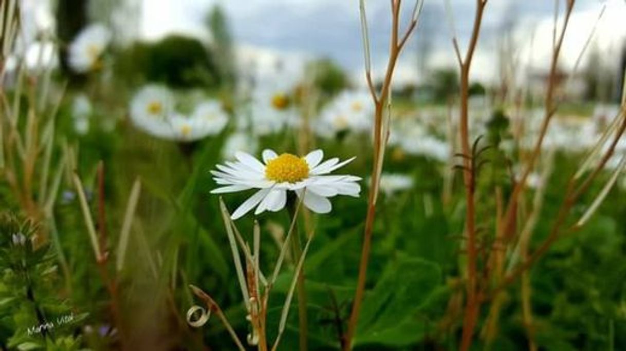 Moda Flor