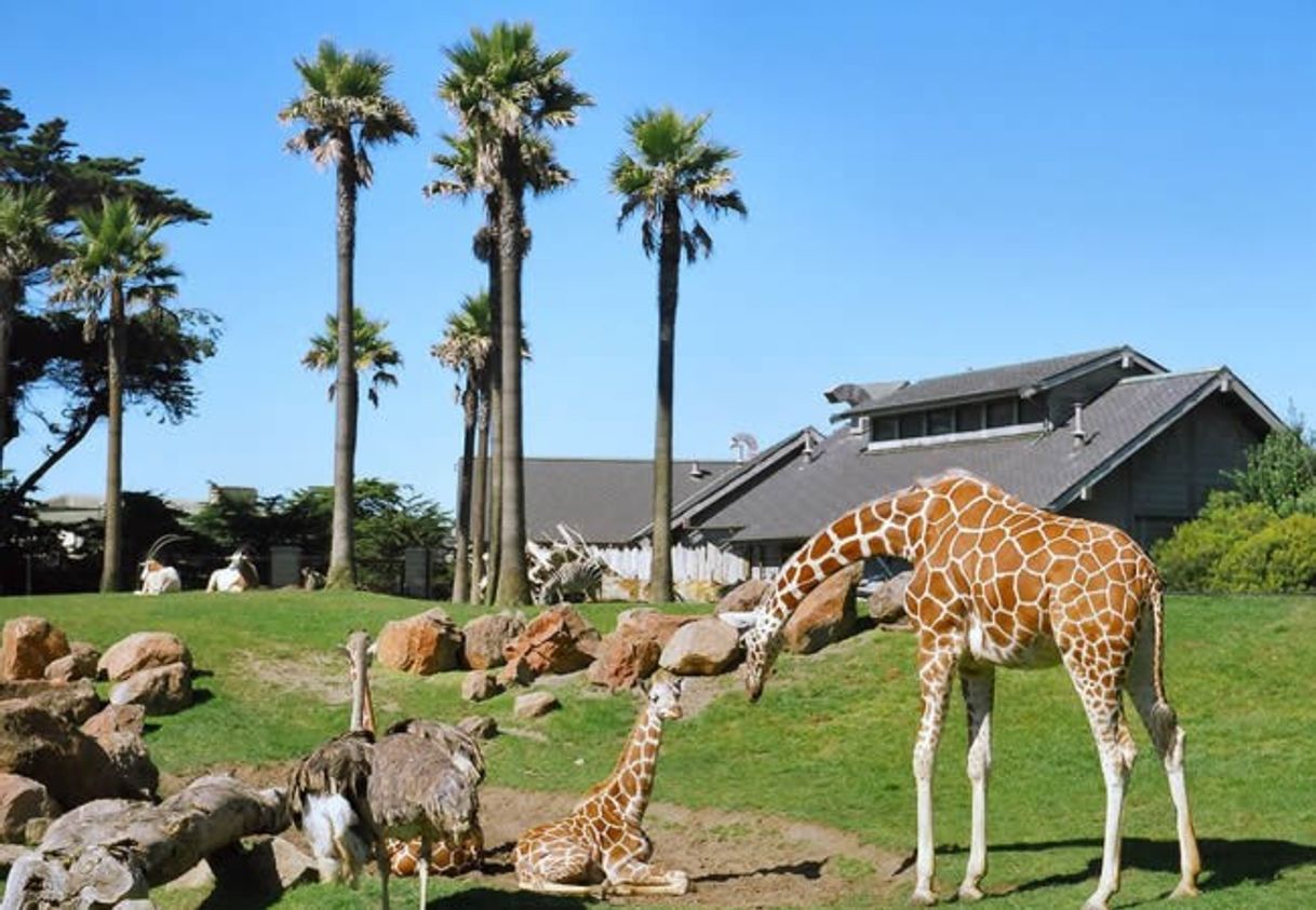 Places San Francisco Zoo