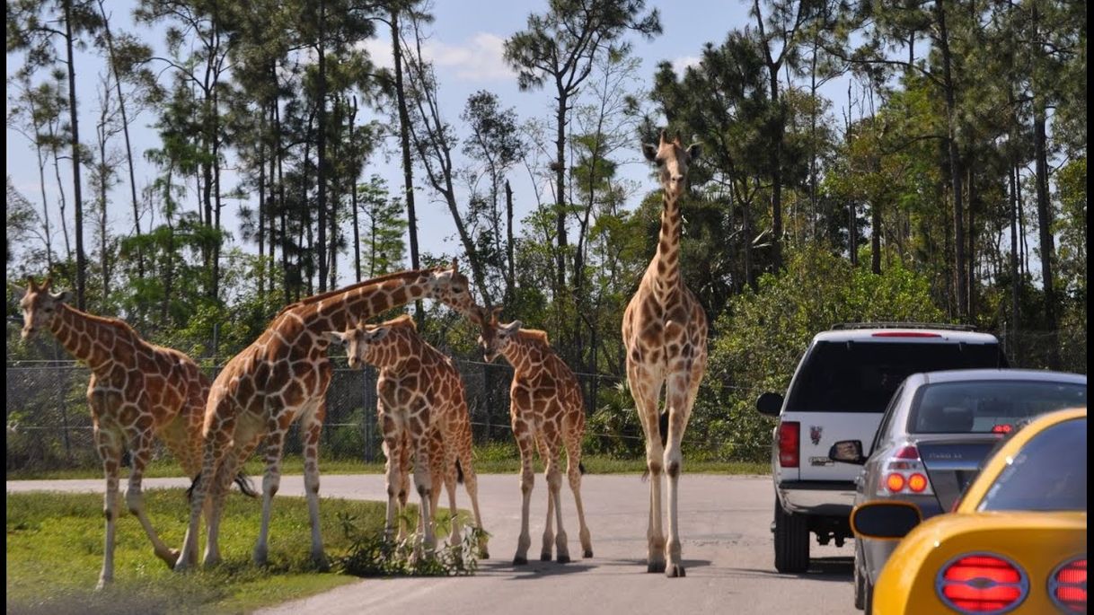 Lugares Lion Country Safari