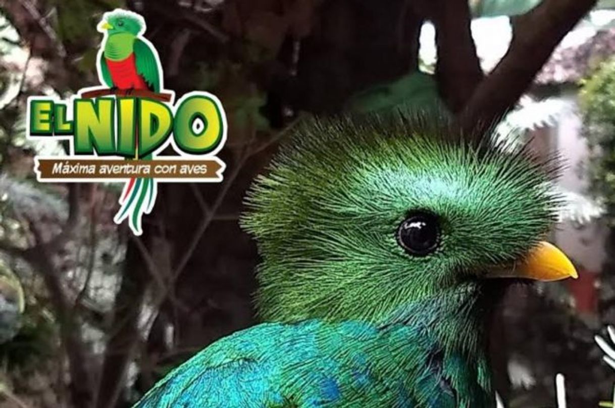 Lugar El Nido Aviario