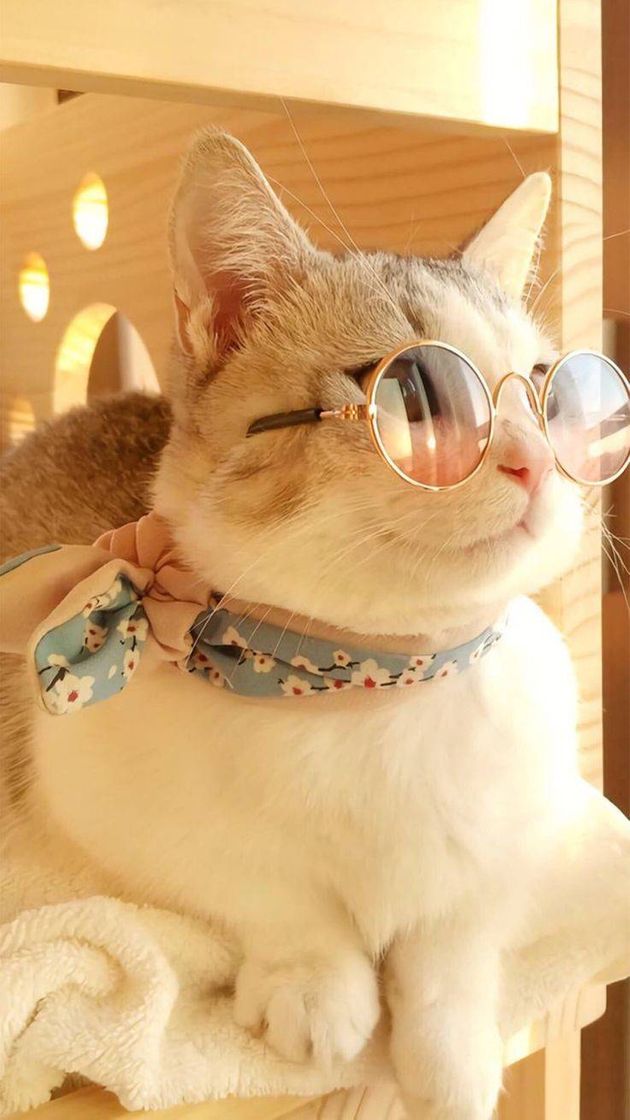 Fashion Gato