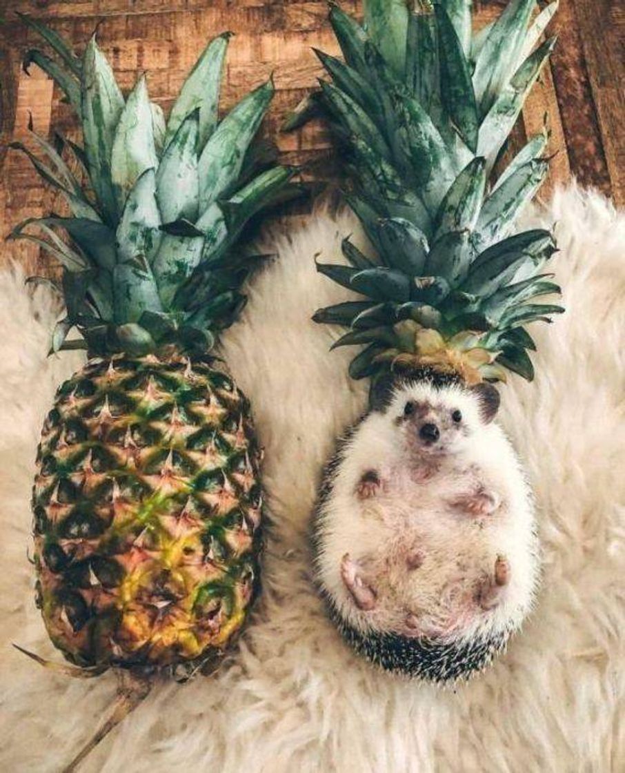 Moda Porco espinho 🦔🍍