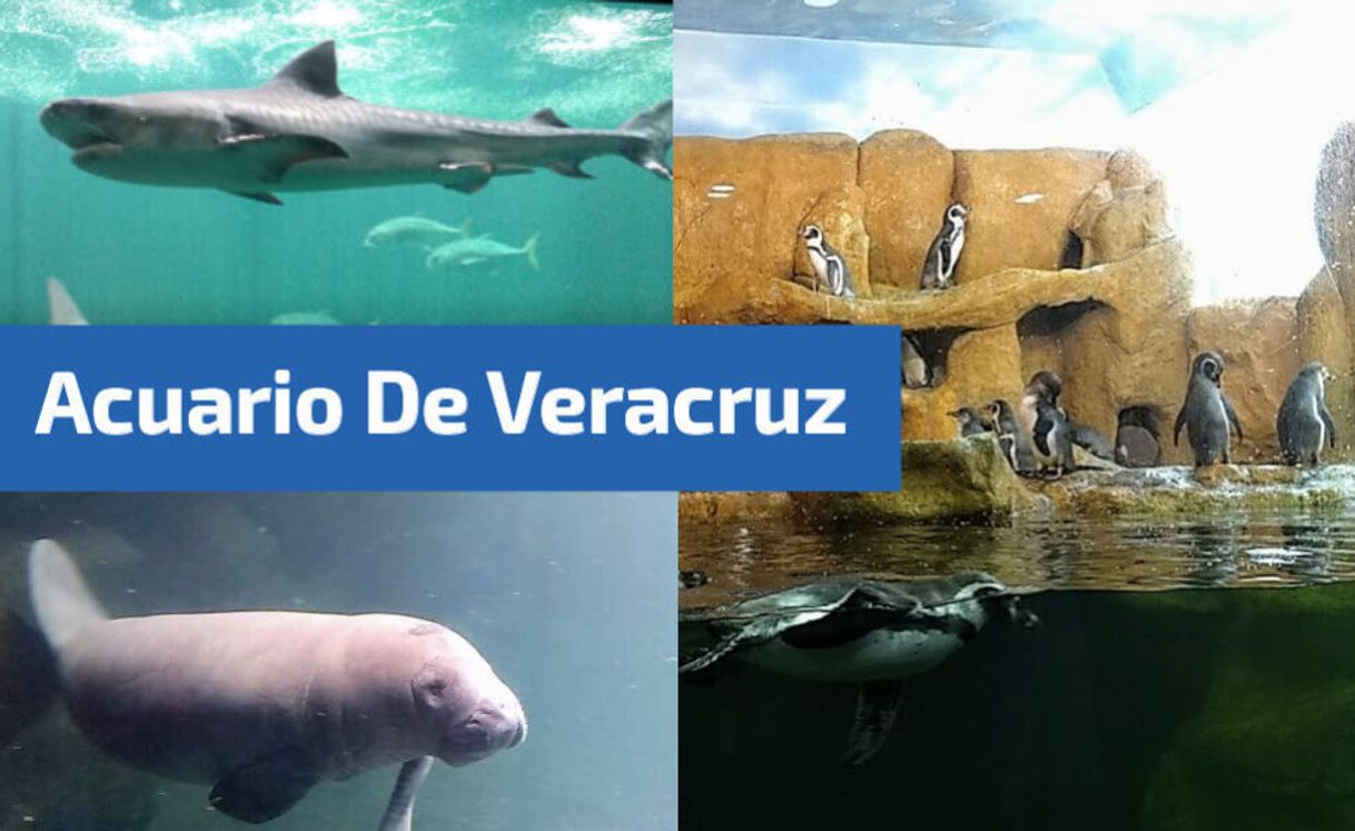 Lugar Acuario de Veracruz