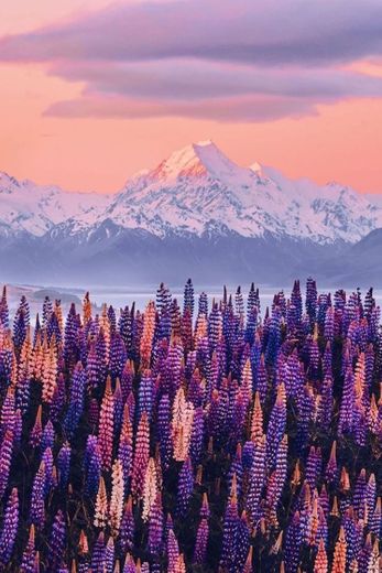 Campo das flores Nova Zelândia 