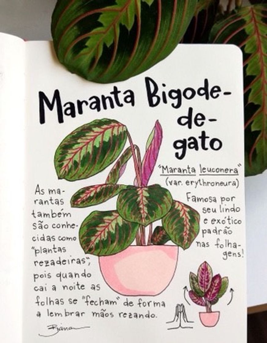 Moda Planta maranta bigode-de-gato