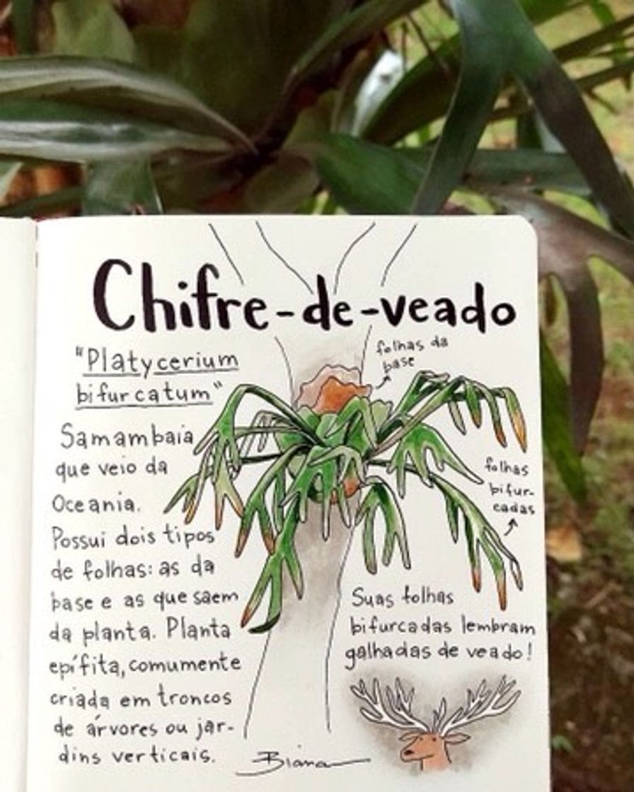 Moda Planta chifre-de-veado