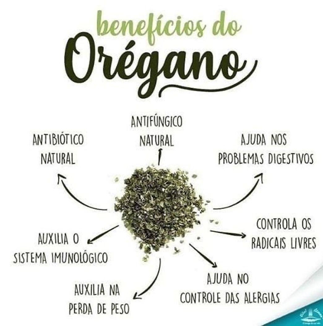 Moda Benefícios do orégano 