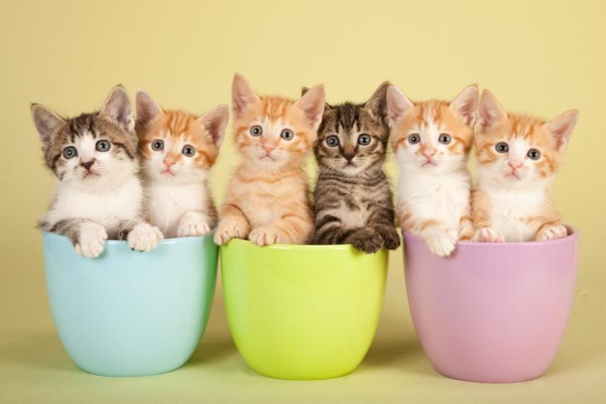 Social Gatitos
